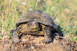 Reptiles Herbívoros
