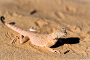 Reptiles del Desierto
