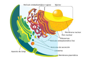 Retículo Endoplasmático