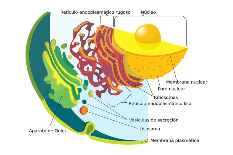 ¿QUÉ ES EL RETÍCULO ENDOPLASMÁTICO? Atlas Animal