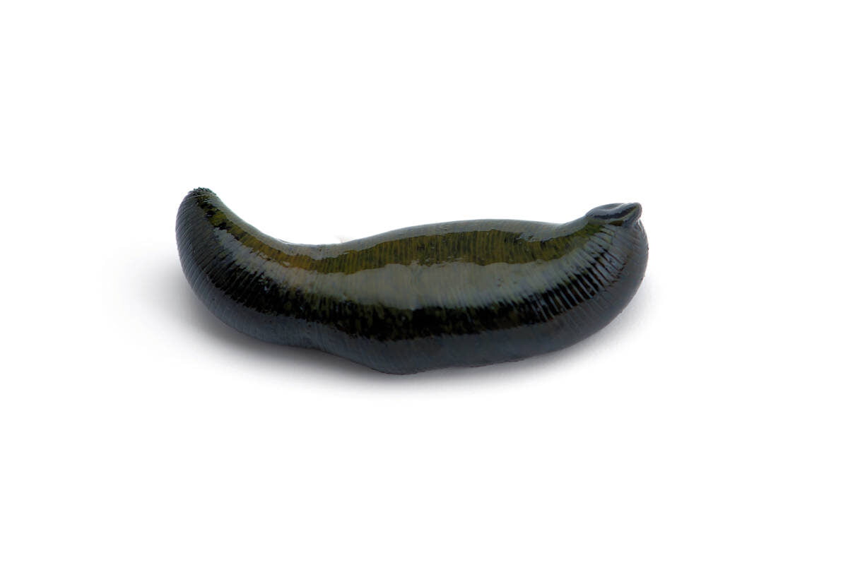 Sanguijuela