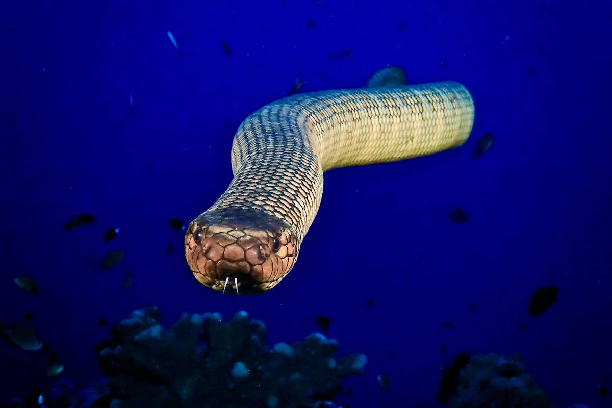 Serpiente de Mar