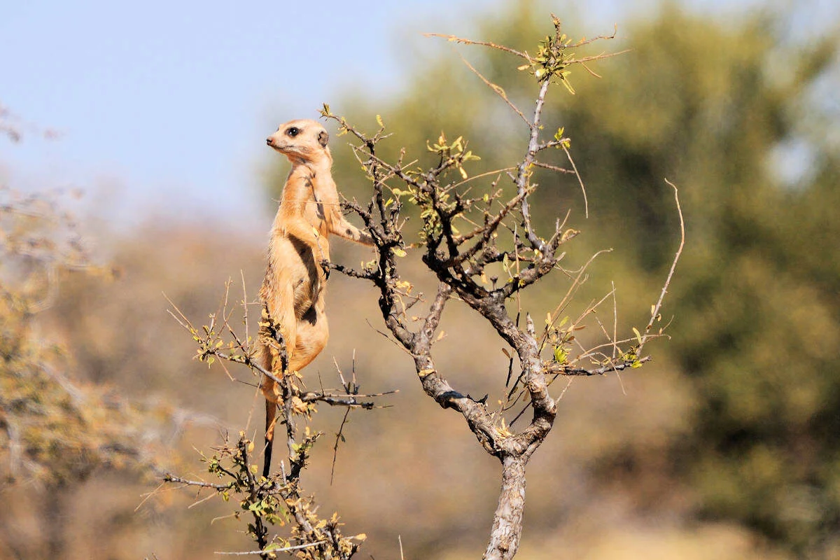 Suricata-Animales Salvajes