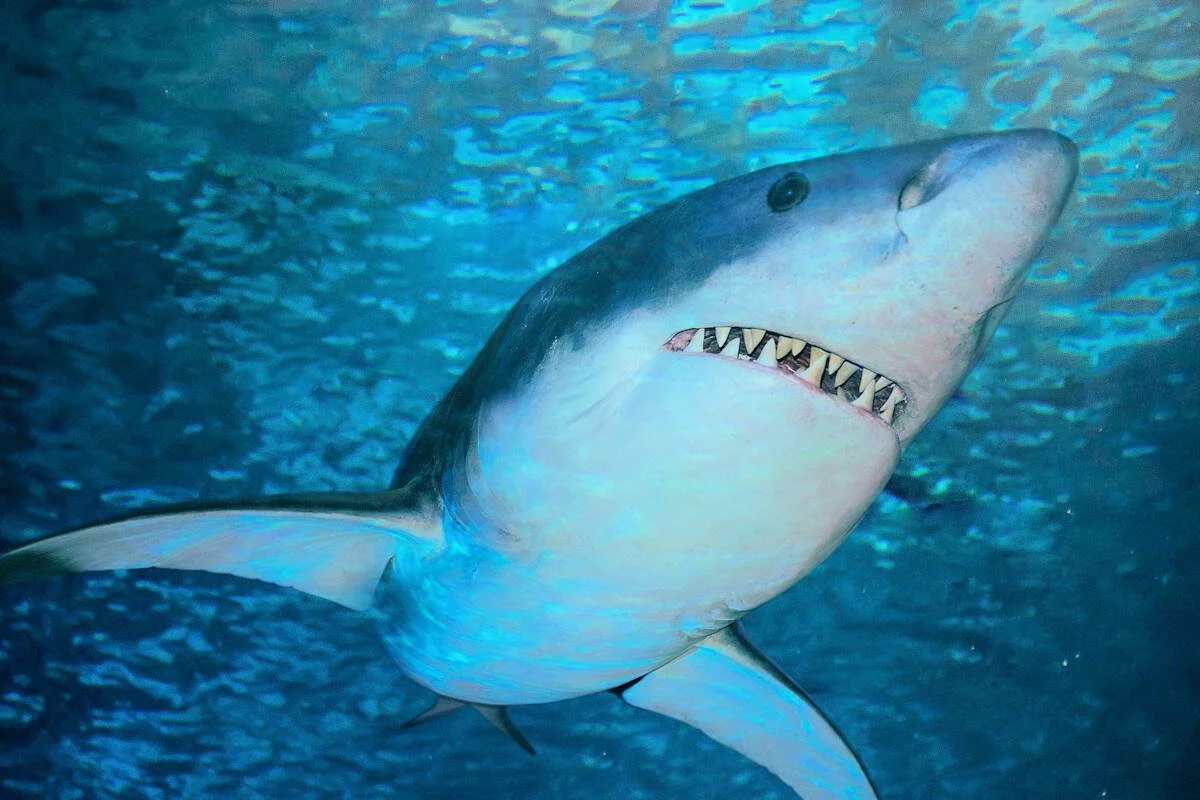 Tiburón Blanco
