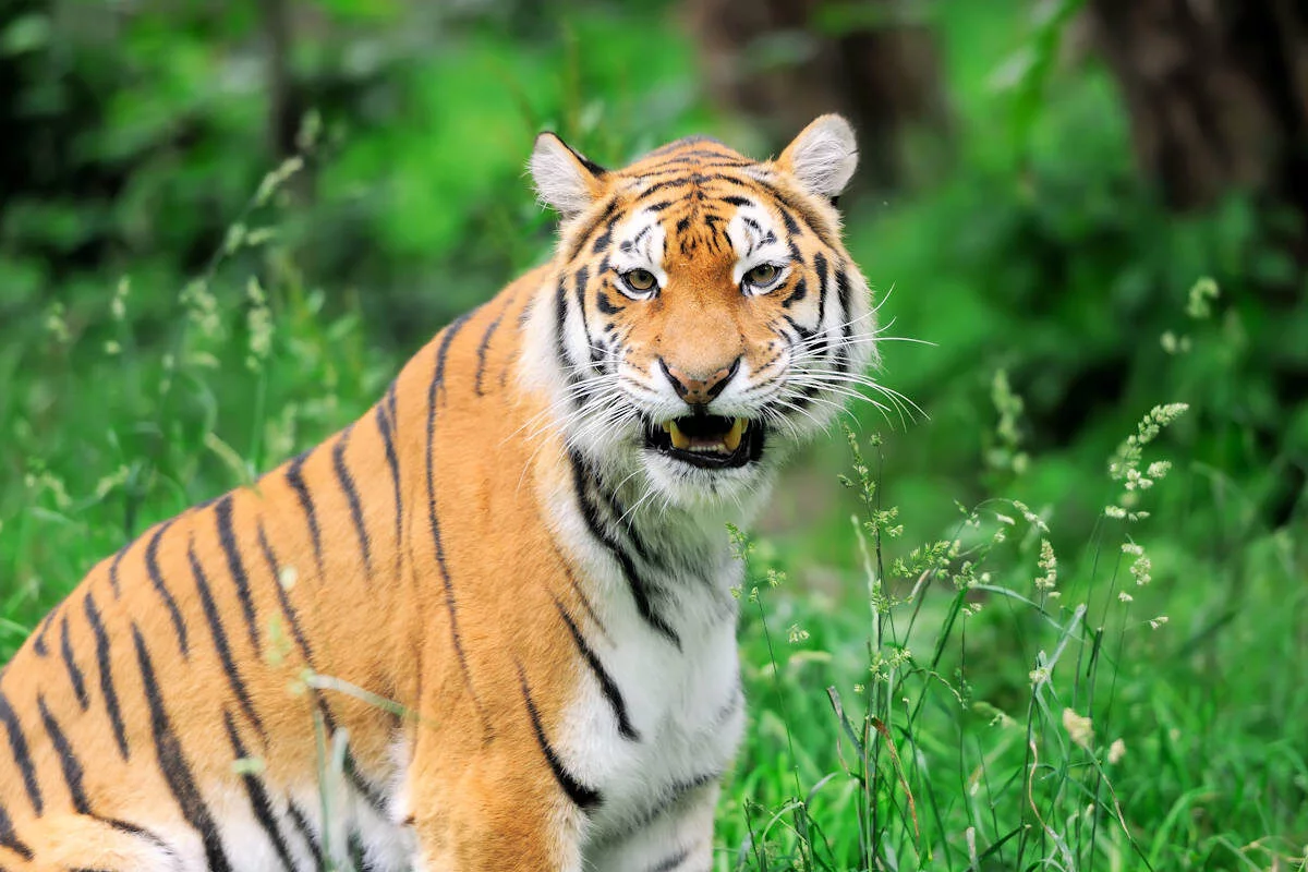 Tigre de Bengala-Animales Salvajes