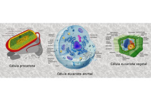 Tipos de Célula Animal