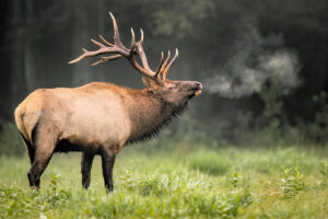 Tipos de Respiración de los Animales Terrestres