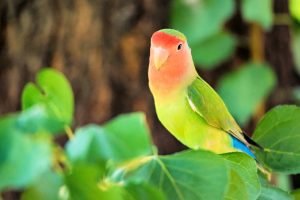 Agapornis