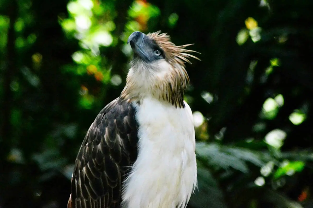 ▷ Águila De Filipinas » Características, Alimentación, Hábitat,  Reproducción, Depredadores