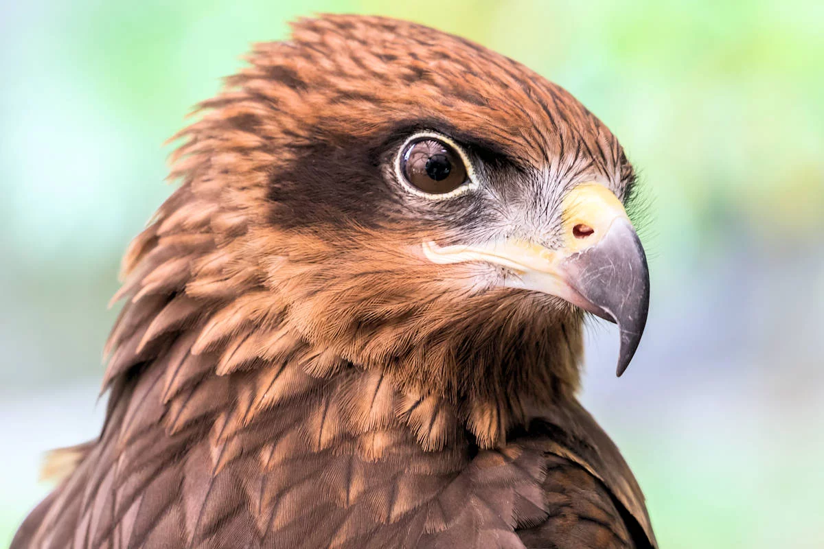 ▷ Águila » Características, Alimentación, Hábitat, Reproducción,  Depredadores