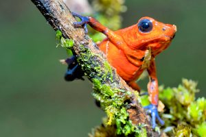Anfibios