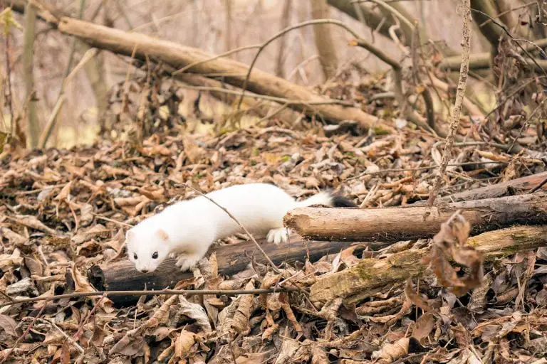 Musaraña » Características, Alimentación, Hábitat, Reproducción ...