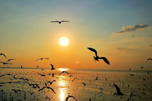 Aves