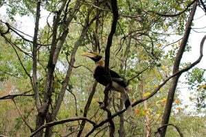 Aves de la Selva