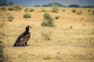 Aves del desierto