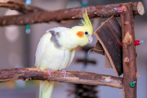 Aves Domésticas