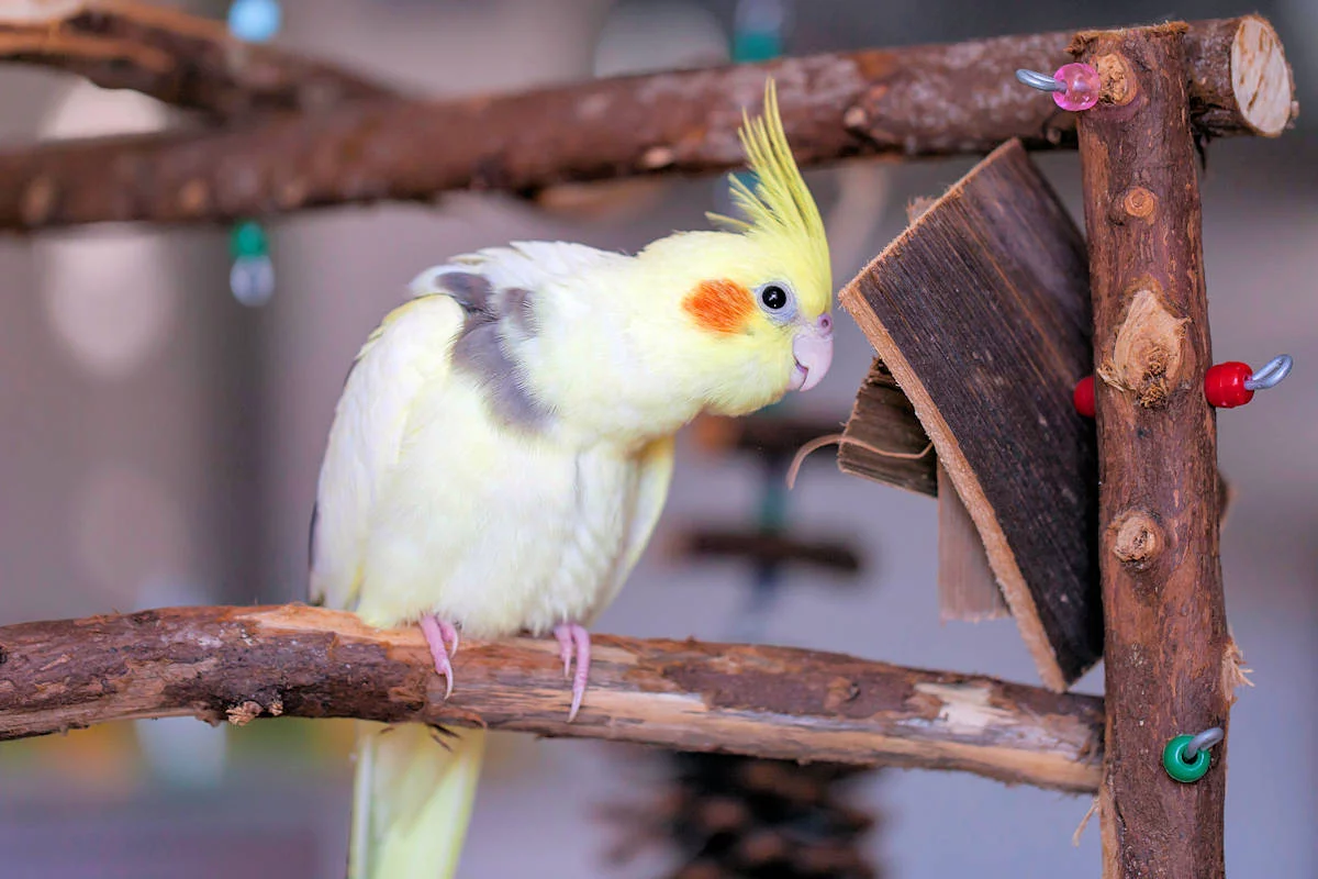 Vergonzoso cerrar Decimal ▷ Aves Domésticas » Características, Alimentación, Hábitat, Reproducción,  Depredadores