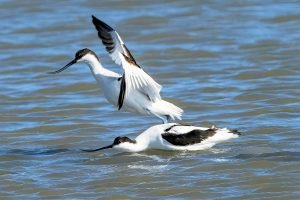 Avoceta