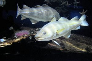 Bacalao