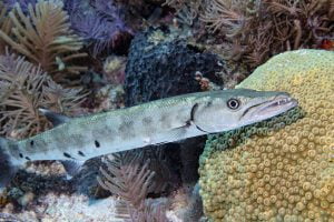 Barracuda