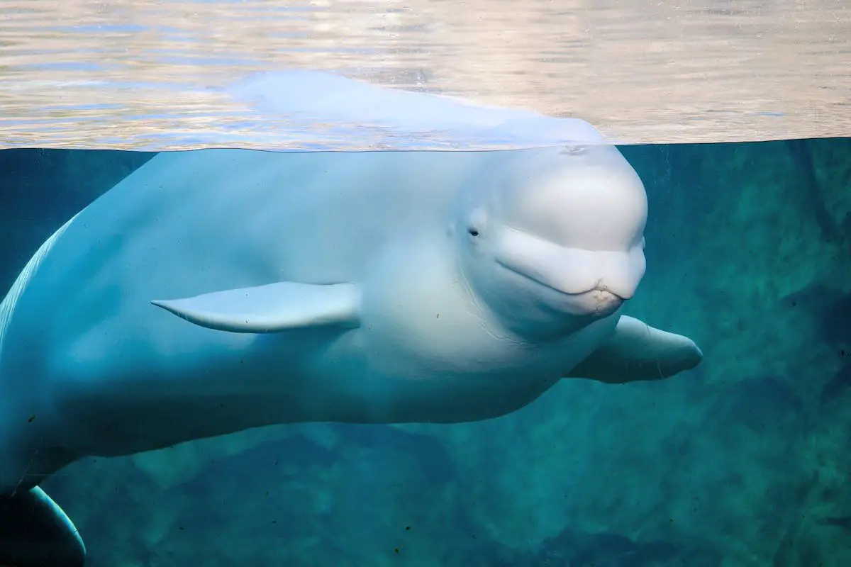 Beluga Caracter sticas Alimentaci n H bitat Reproducci n Depredadores Beluga Caracter sticas Alimentaci n H bitat Reproducci n Depredadores