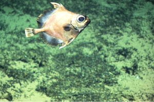 Black Oreo Dory