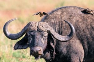 Búfalo