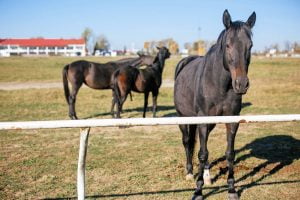 Caballo