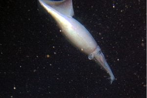 Calamar Gigante