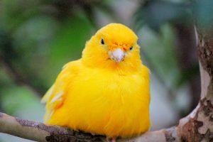 Canario