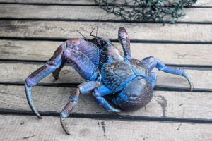 Cangrejo Cocotero