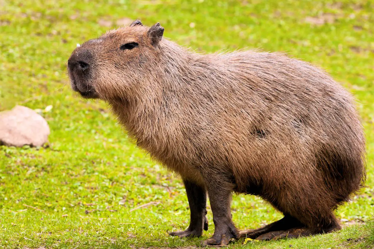 ▷ Capibara » Características, Alimentación, Hábitat, Reproducción,  Depredadores