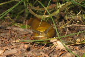Caracol ninja