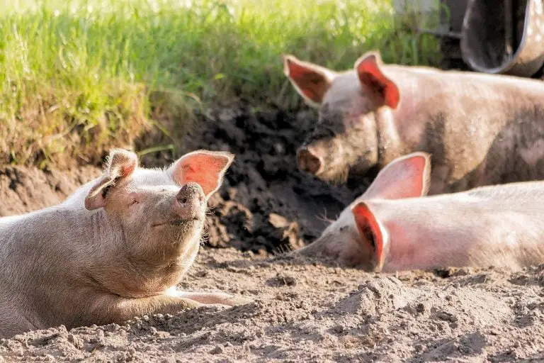 Cerdo » Características, Alimentación, Hábitat, Reproducción, Depredadores