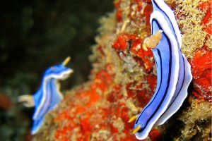 Chromodoris Lochi