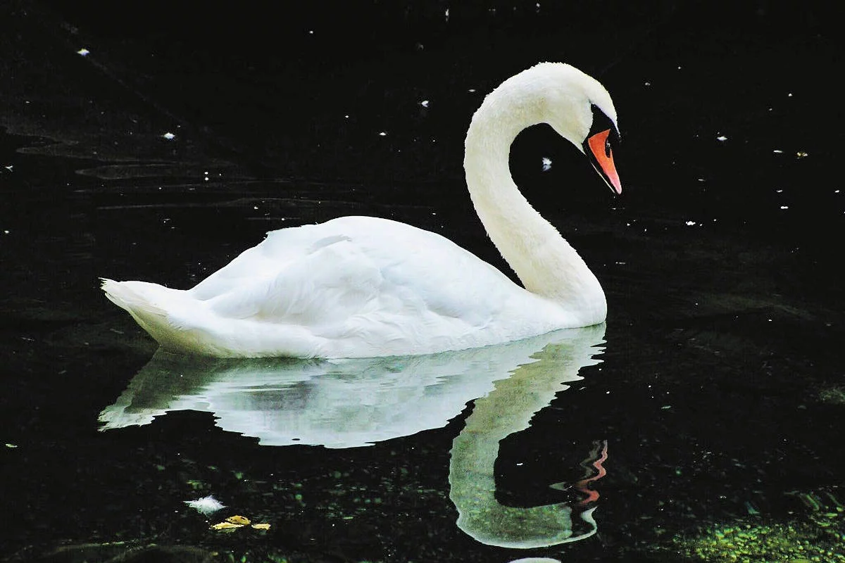 ▷ Cisne » Características, Alimentación, Hábitat, Reproducción, Depredadores
