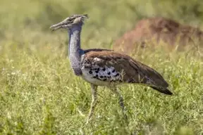 Clasificación de las aves