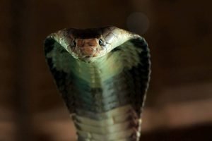 Cobra