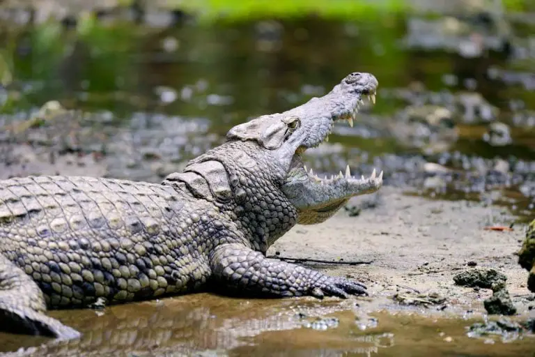 ANIMALES OVÍPAROS » Significado, Características, Clasificación Y Ejemplos