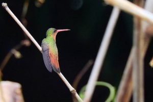 Colibrí Pecho Canela