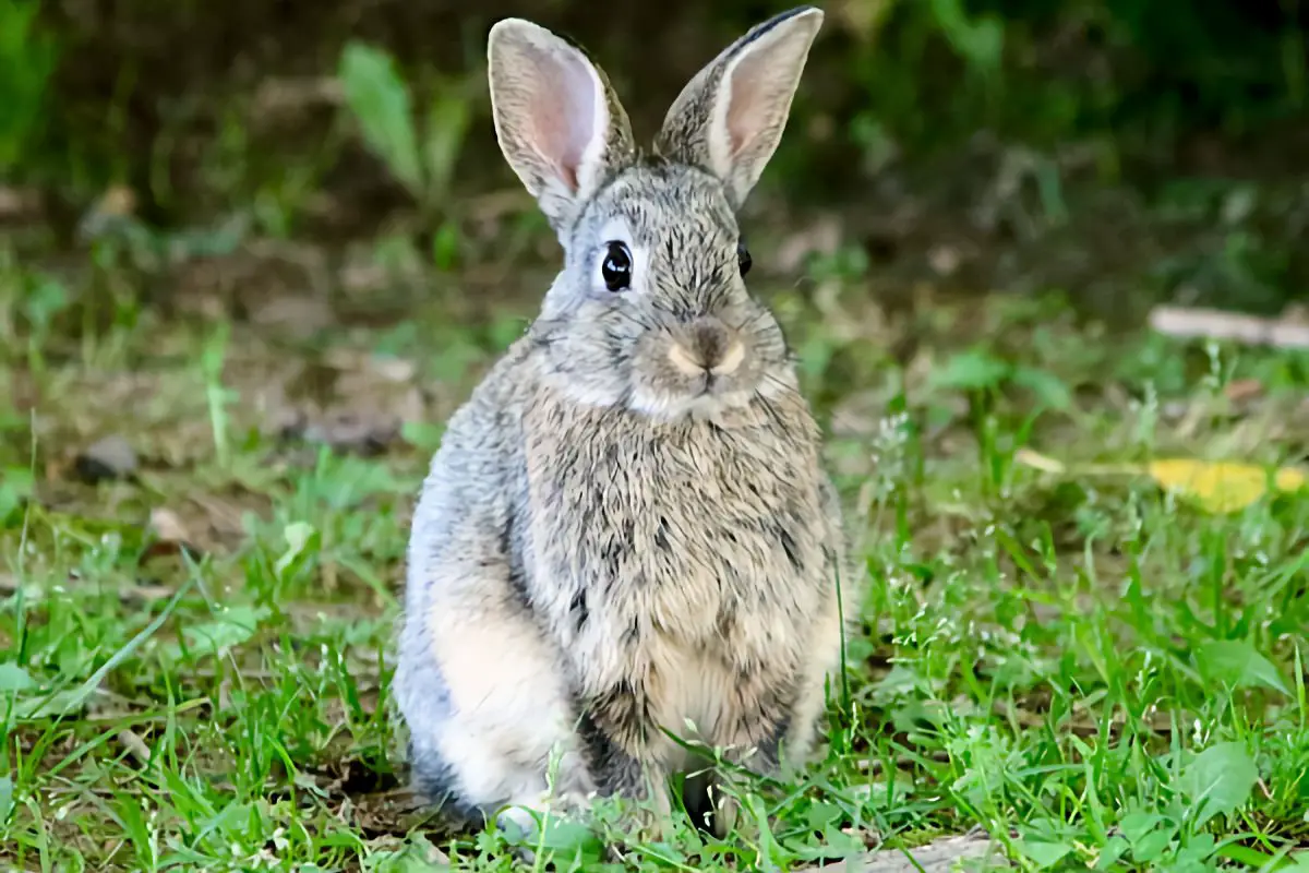 ▷ Conejo » Características, Alimentación, Hábitat, Reproducción,  Depredadores