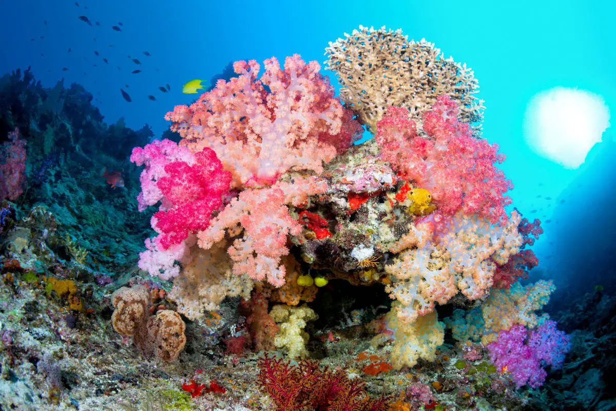 Teleférico pañuelo emocional ▷ Coral » Características, Alimentación, Hábitat, Reproducción, Depredadores