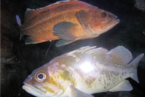 Corvina