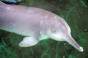 Delfín Baiji