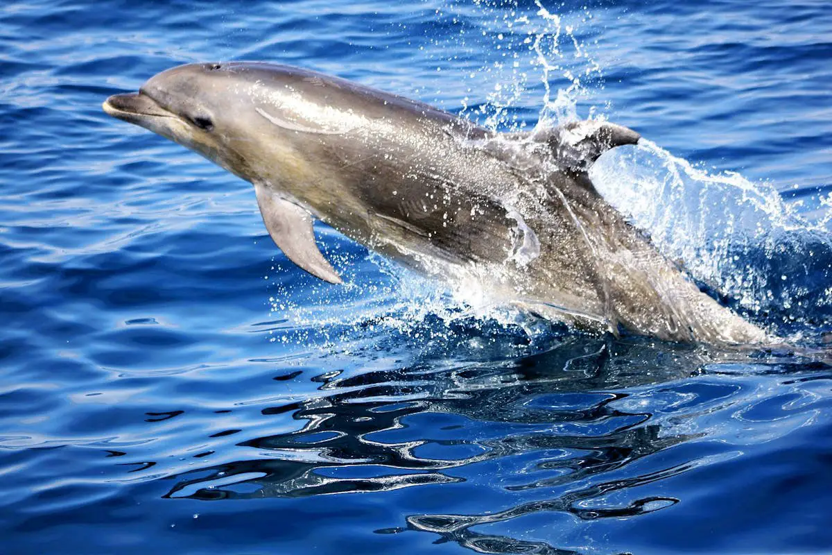 Дельфины Тихого океана