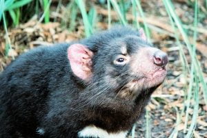 Diablo de Tasmania