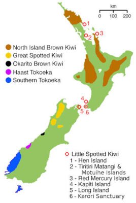 Kiwi » Características, Alimentación, Hábitat, Reproducción, Depredadores