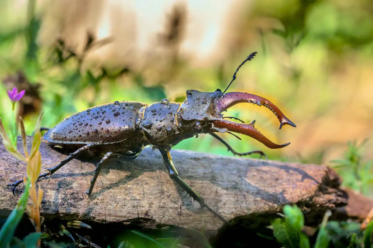 Escarabajos del Bosque