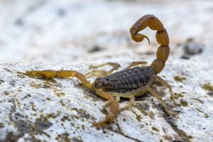 Escorpión Amarillo