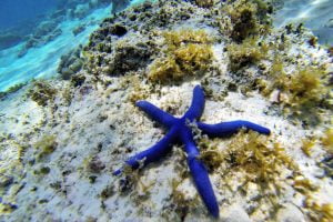 Estrella de Mar